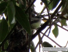 Phylloscartes ventralis