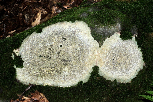 Smokey-eyed Boulder Lichen