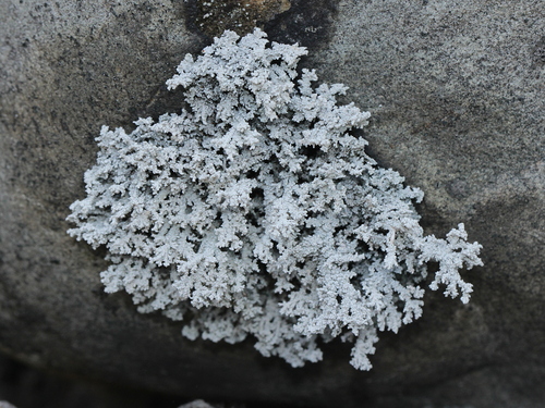 Foam Lichens
