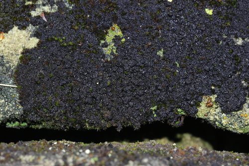 Common Lichens