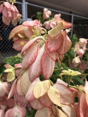 Magnoliopsida