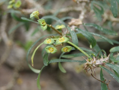 Euphorbia neobosseri