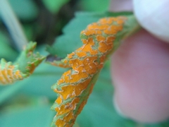 Phragmidium bulbosum