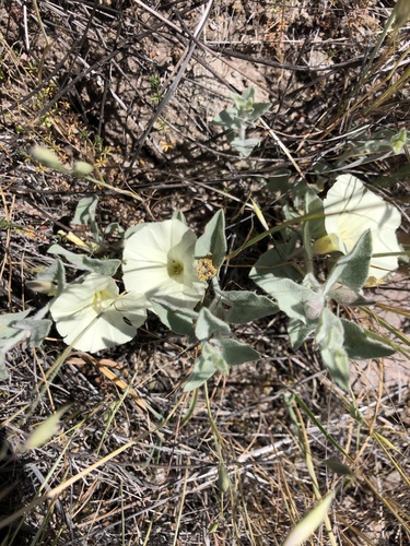 iNaturalist observation photo of Sierra False Bindweed