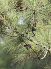 Pinus caribaea image