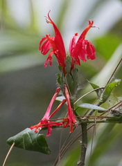 Pachystachys spicata image