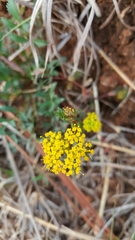 Tauschia decumbens