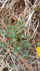 Tauschia decumbens