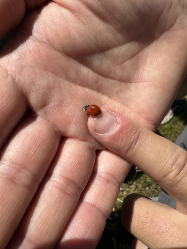 iNaturalist observation photo of Seven-spotted Lady Beetle