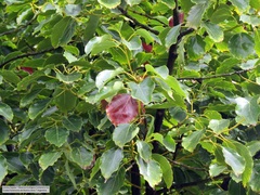 Cinnamomum glanduliferum