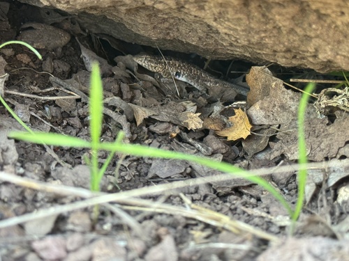 iNaturalist observation photo of Western Side-blotched Lizard