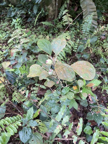 Ficus deltoidea (Ficus deltoidea)