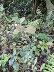 Ficus deltoidea, photograph (c) Linzy L., some rights reserved (CC BY-SA)