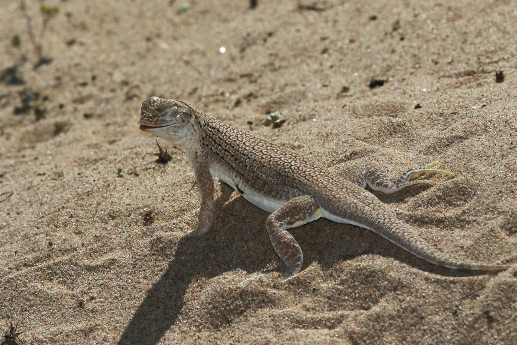 Mohawk Dunes Fringe-Toed Lizard