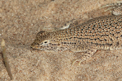 Mohawk Dunes Fringe-Toed Lizard photo 2