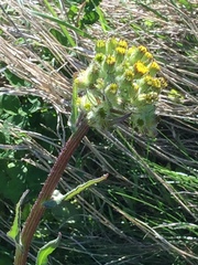 Senecio aronicoides