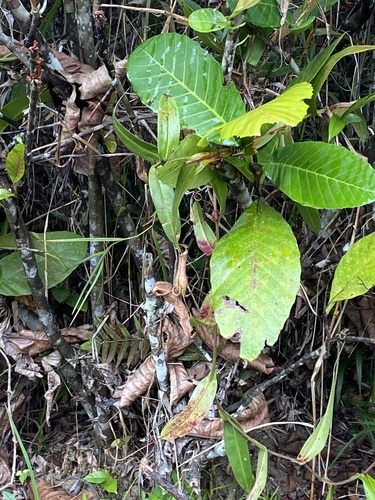 Nepenthes gracilis