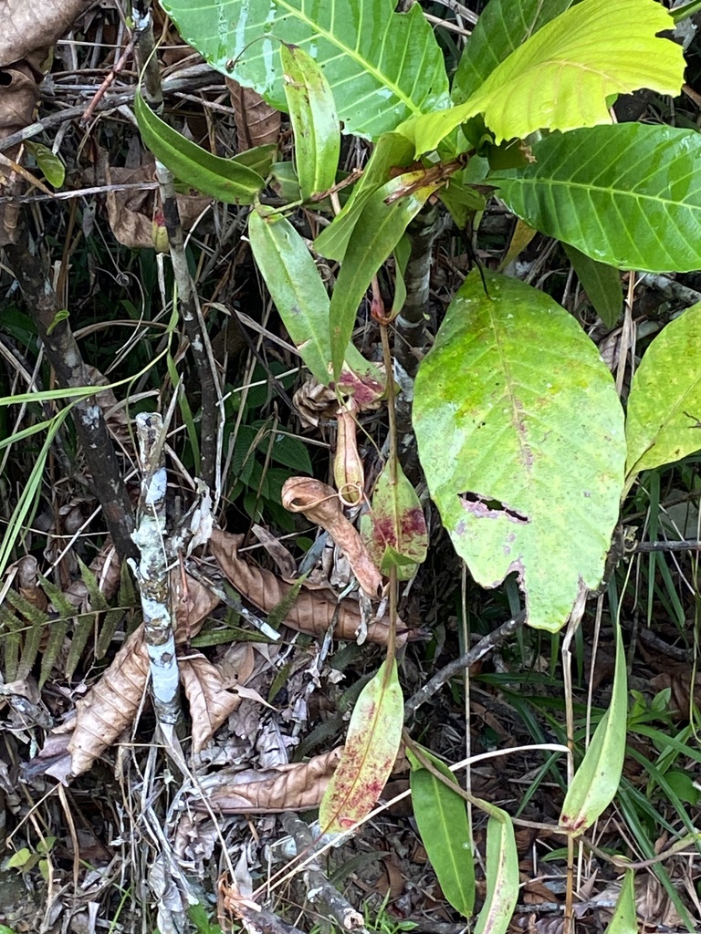 Nepenthes gracilis, Rifle Range Nature Park, SG