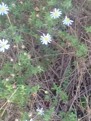 Felicia aethiopica