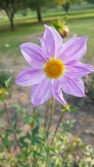 Dahlia apiculata