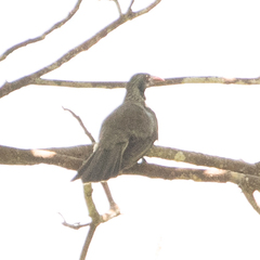 Brown Oriole photo 4