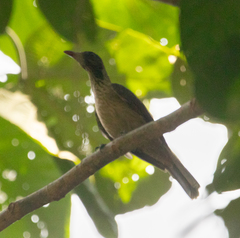 Brown Oriole photo 3