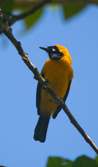 Golden Monarch photo 4