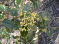 Pomaderris intermedia, photograph (c) Adam J. Searcy, some rights reserved (CC BY)