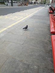 Columba livia domestica
