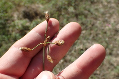 Fimbristylis caroliniana