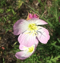 Oenothera speciosa
