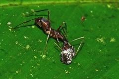 Camponotus ager