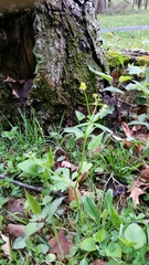 Ranunculus parviflorus