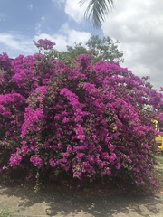 Bougainvillea