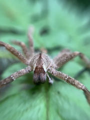 Phoneutria boliviensis