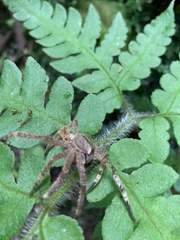 Phoneutria boliviensis