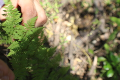 Myriopteris alabamensis