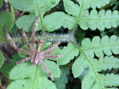 Phoneutria boliviensis