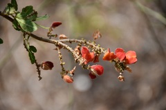 Paullinia fuscescens