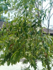 Brosimum alicastrum