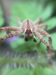 Phoneutria boliviensis