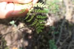 Myriopteris alabamensis