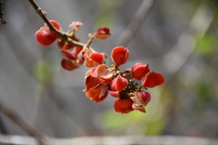Paullinia fuscescens