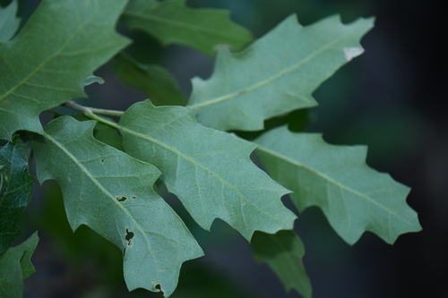 Sandpaper Oak