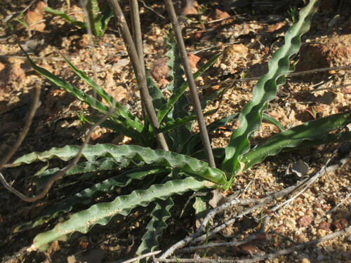Image of small-flowered soaproot by no rights reserved