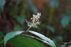 Maianthemum harae