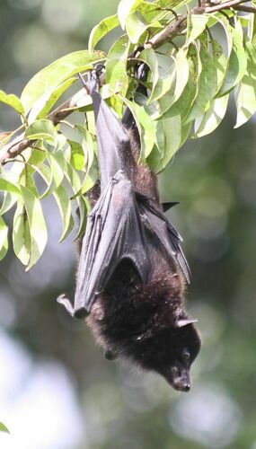Black-eared Flying Fox