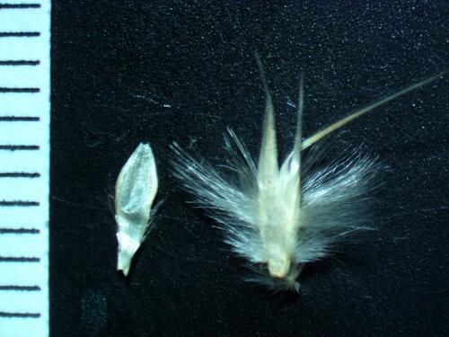 Rytidosperma richardsonii