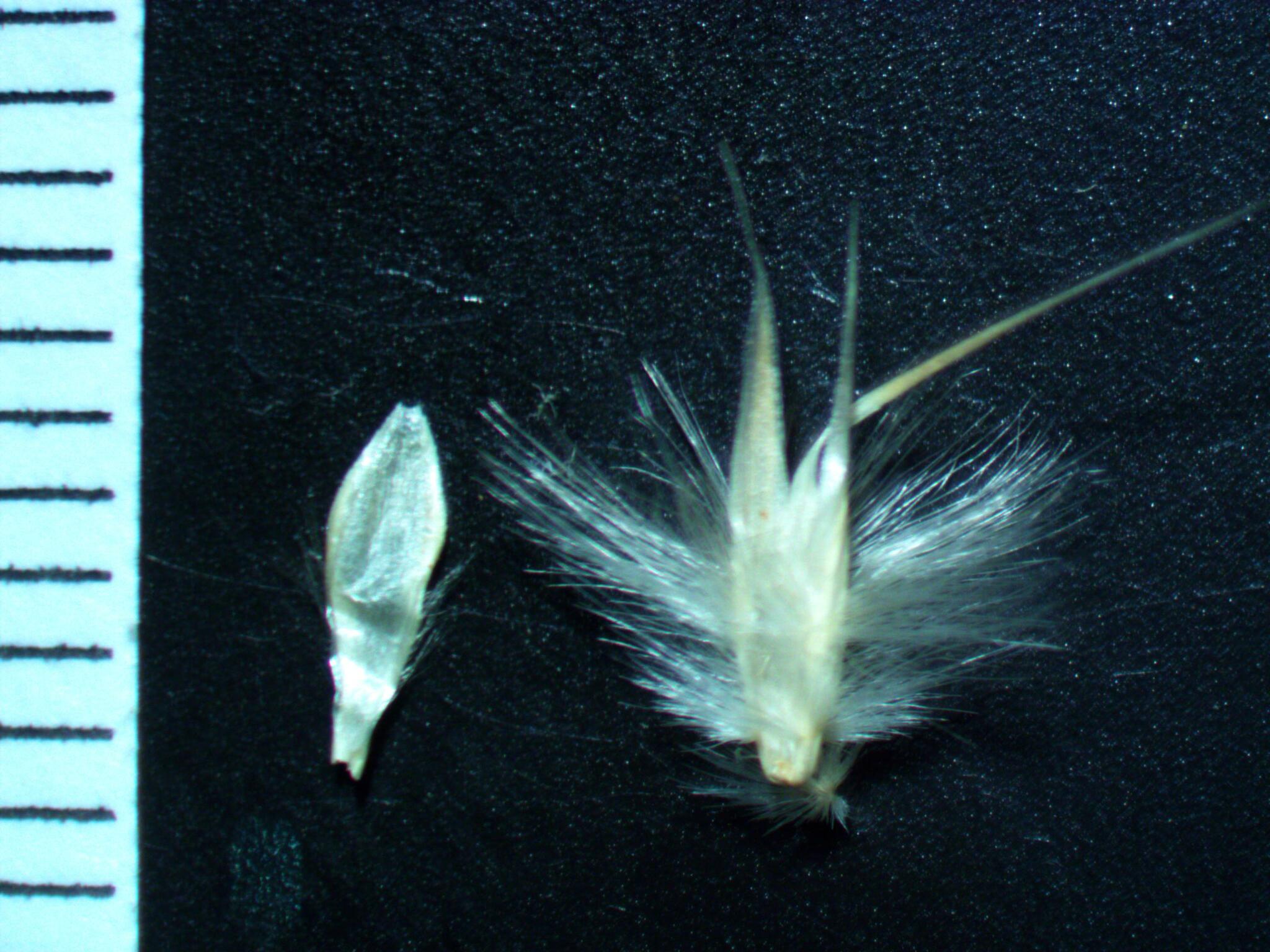 Rytidosperma richardsonii