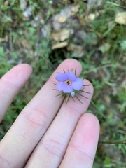 Leptosiphon montanus